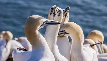 哈马斯重申愿达成全面停火协议，以色列回应：须满足五个条件