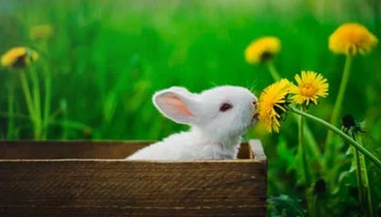 哈马斯重申愿达成全面停火协议，以色列回应：须满足五个条件